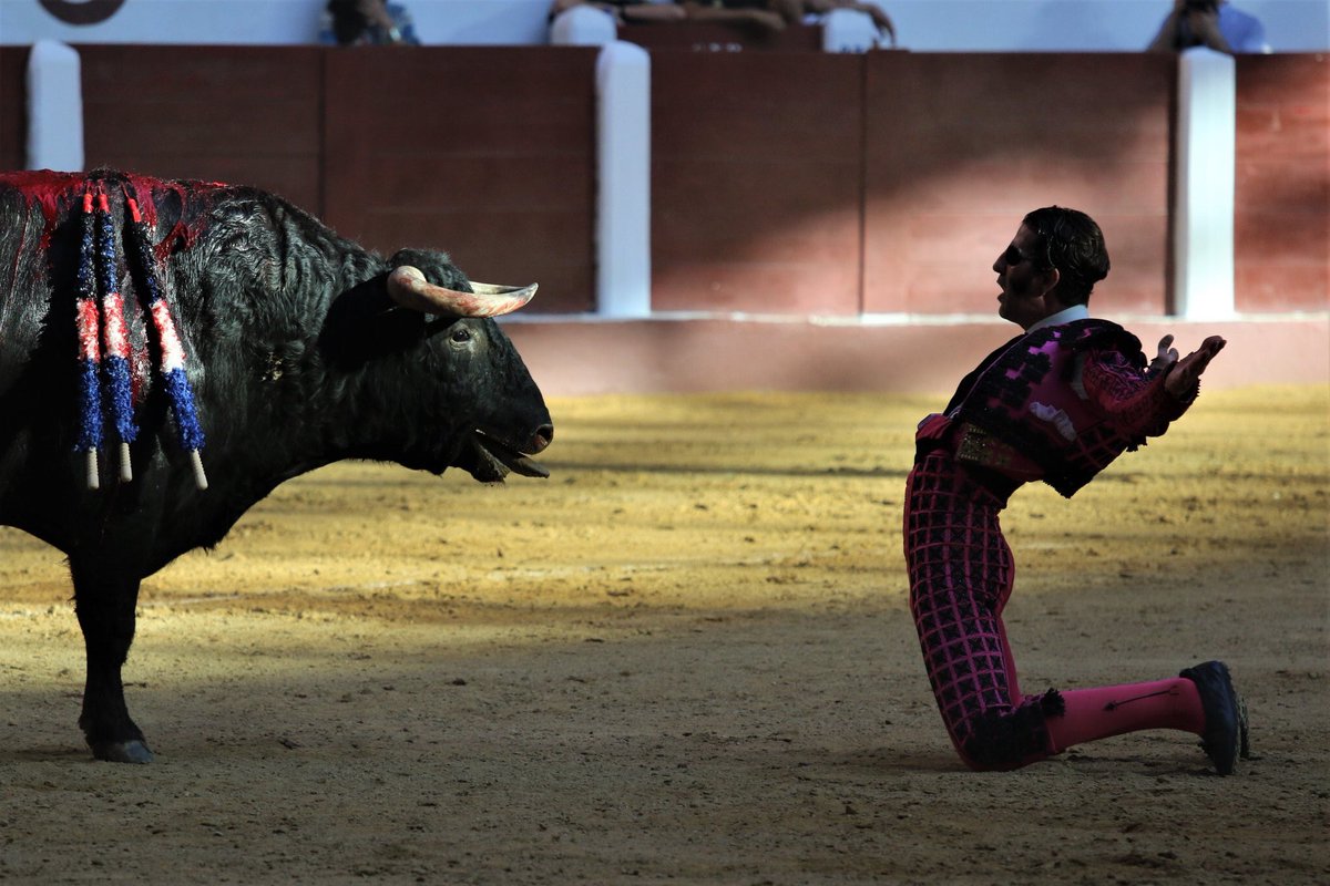 Бык снял часть скальпа со знаменитого матадора: видео не для слабонервных